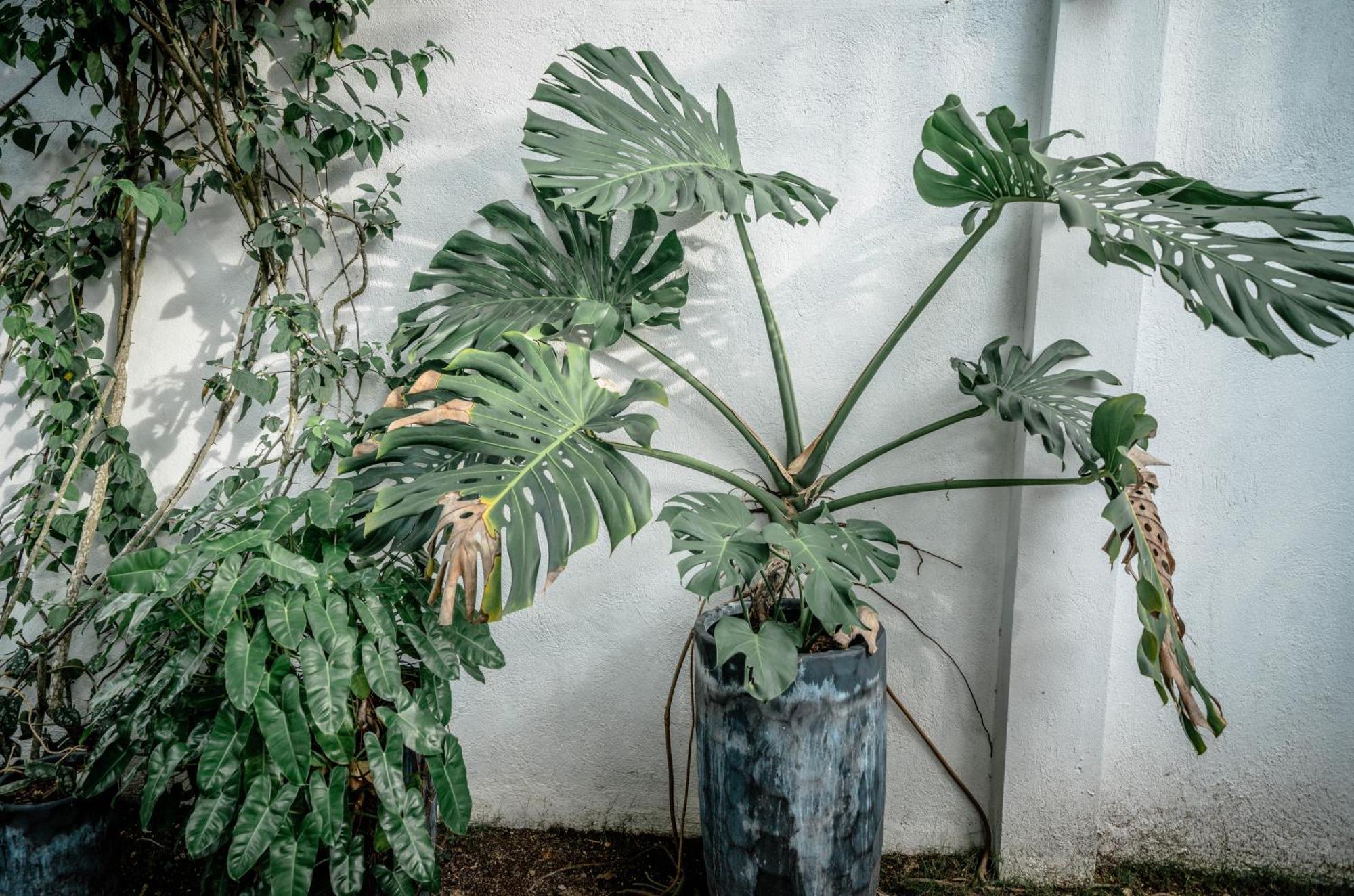 Вилла Tana Mysterious Garden Панглао Экстерьер фото