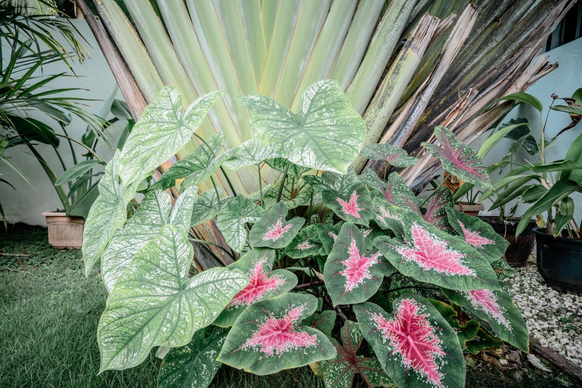 Вилла Tana Mysterious Garden Панглао Экстерьер фото